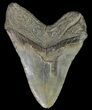 Large, Fossil Megalodon Tooth #69250-1
